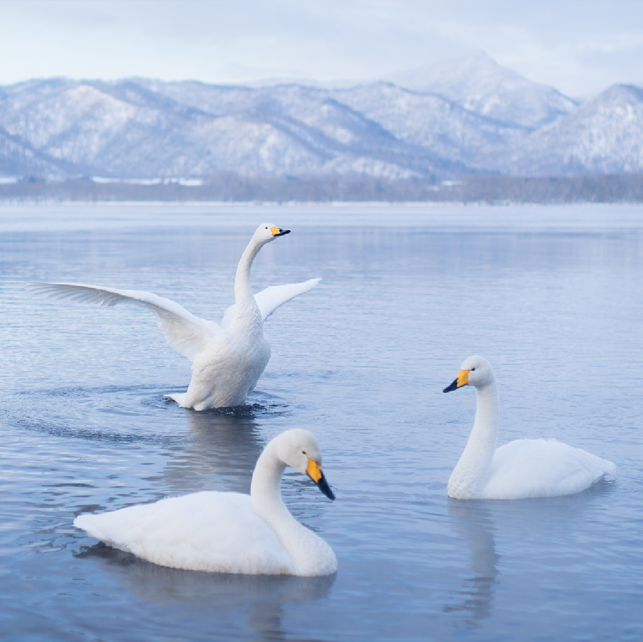 松花江大朵白鹅绒